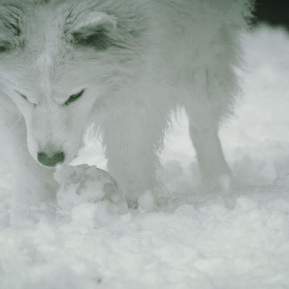 Meet your Posher, Whitewolf - Picture 3 of 3